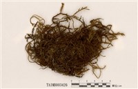 藏品(小蔓苔屬)的圖片